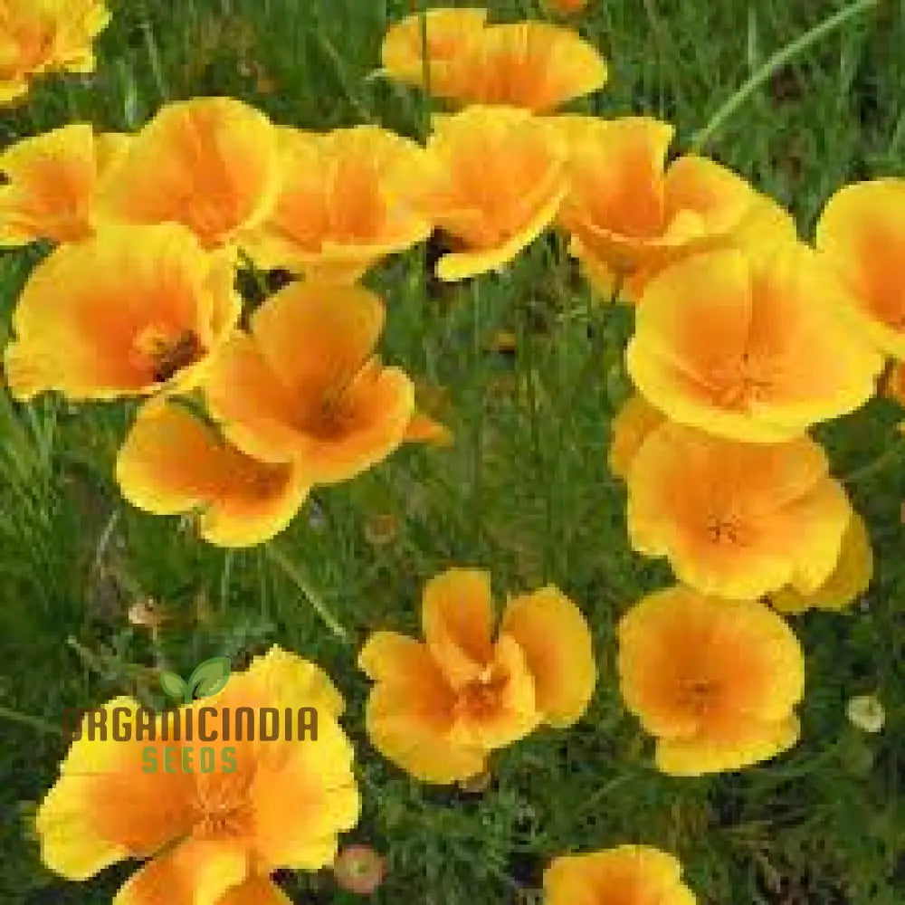 Californian Poppy - Golden West Seeds For Planting And Gardening