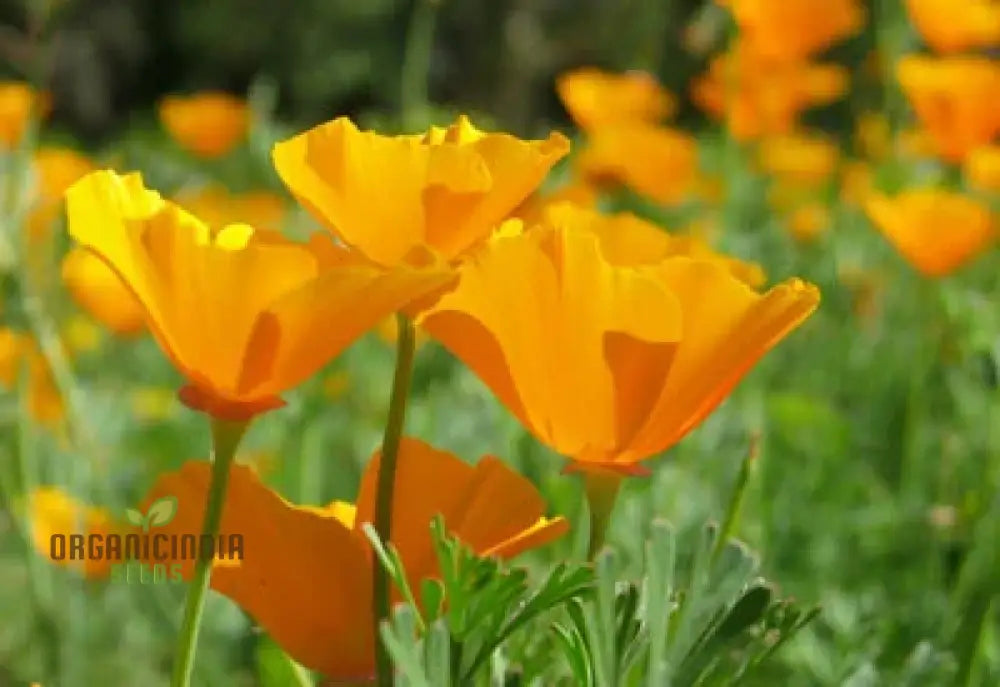 Californian Poppy - Golden West Seeds For Planting And Gardening