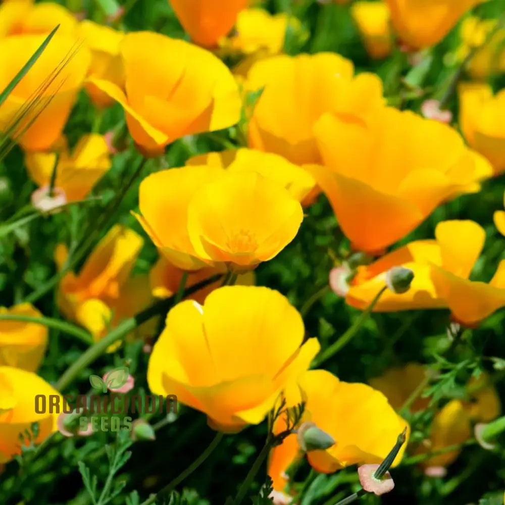 Californian Poppy - Golden West Seeds For Planting And Gardening