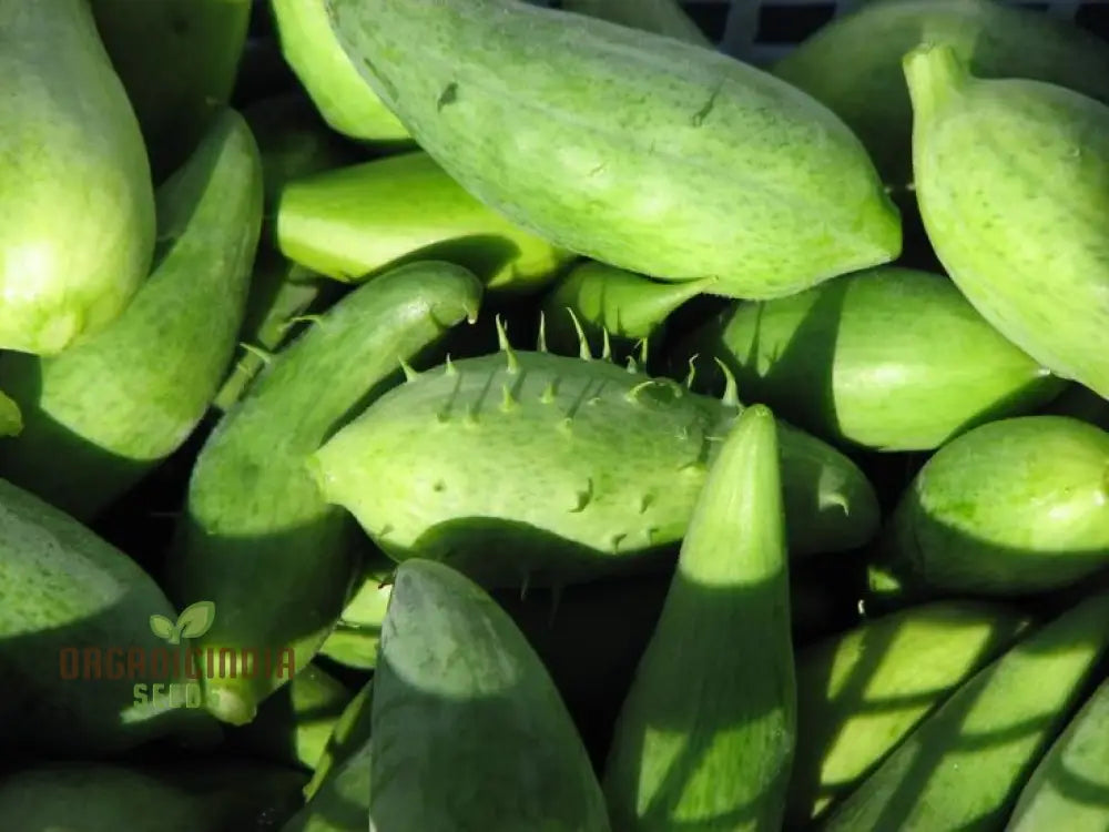 Caligula Seeds Cyclanthera Pedate Inca Cucumber Plant Seeds (100Pcs)