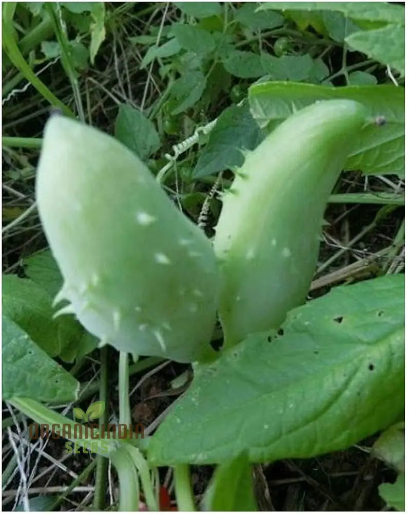 Caligula Seeds Cyclanthera Pedate Inca Cucumber Plant Seeds (100Pcs)