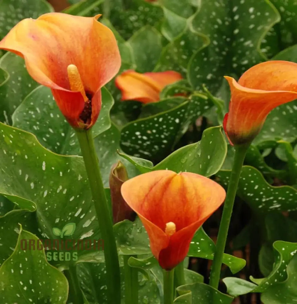 Calla Lily Seeds For Planting - 100 Pcs Flower Seeds