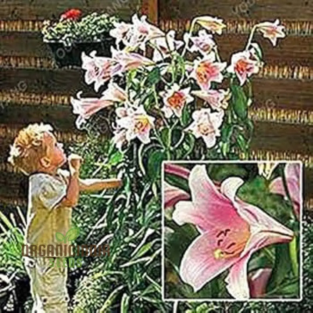 Calla Lily Seeds For Planting - 100 Pcs Flower Seeds