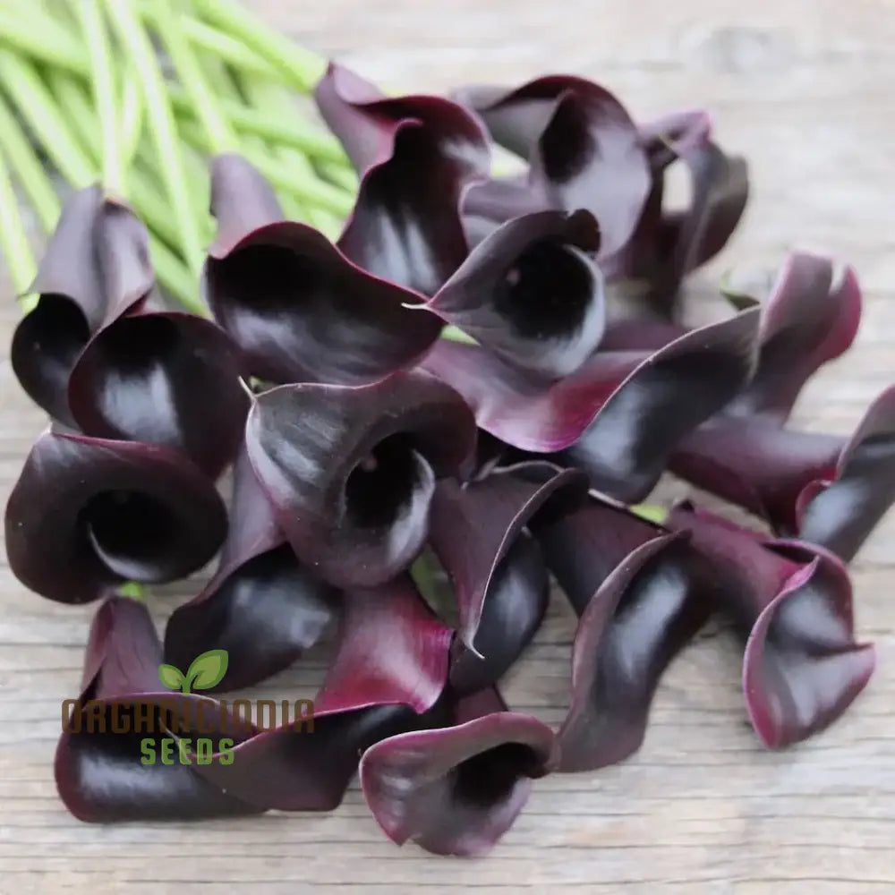 Calla Lily Seeds For Planting - 100 Pcs Flower Seeds