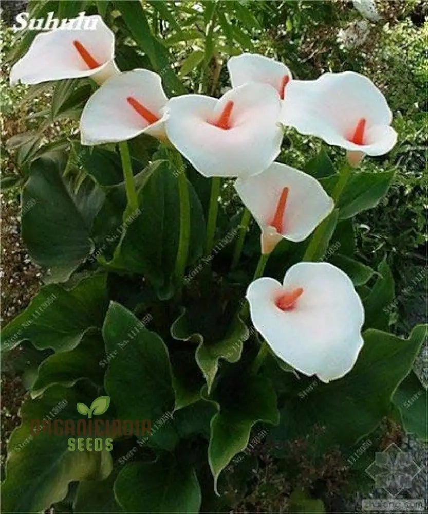 Calla Lily Seeds For Planting - 100 Pcs Flower Seeds