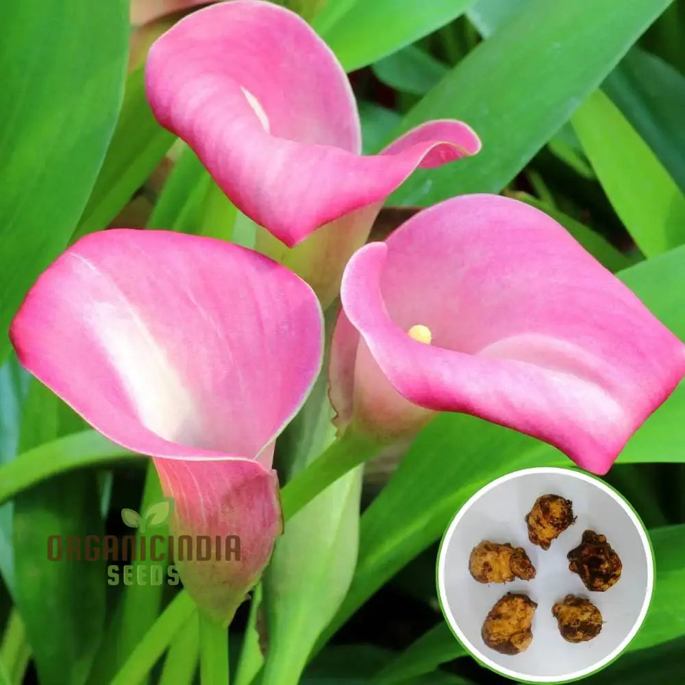 Calla Lily Seeds For Planting - 100 Pcs Flower Seeds