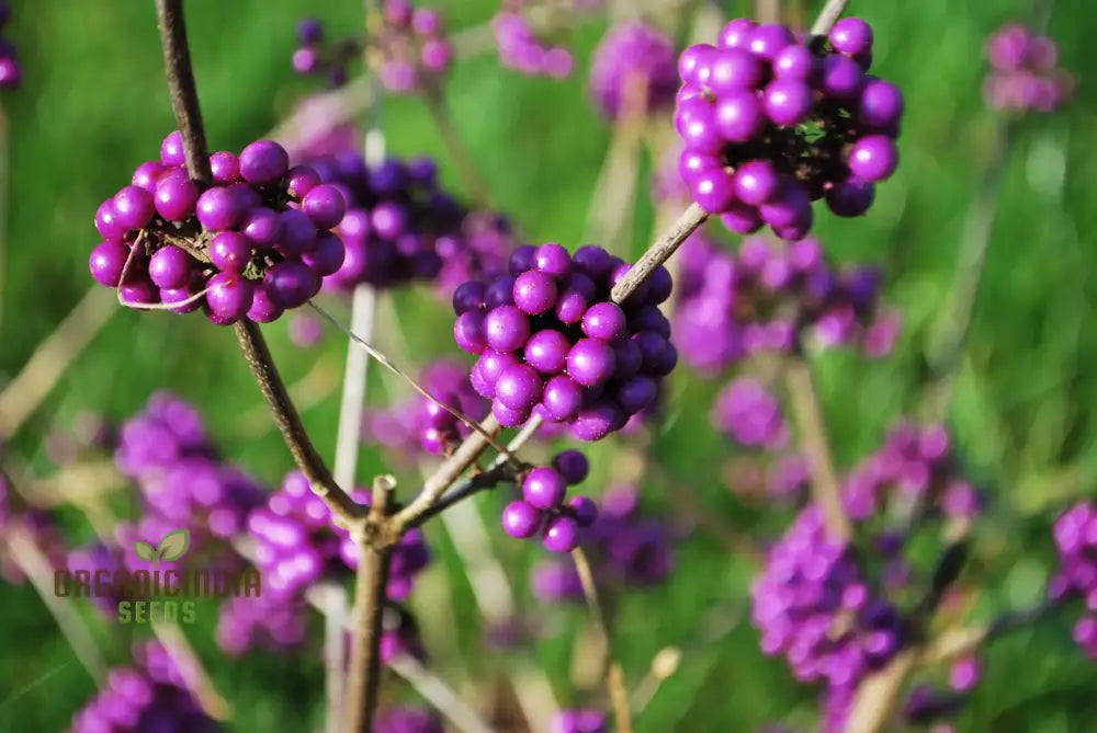 Callicarpa Bodinieri Flower Seeds: Grow Your Garden With Exquisite Beauty