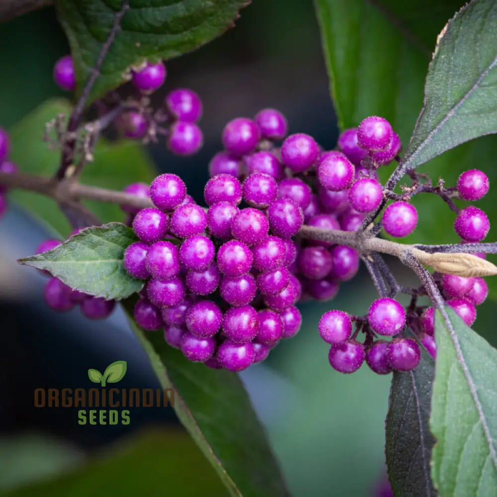 Callicarpa Bodinieri Flower Seeds: Grow Your Garden With Exquisite Beauty