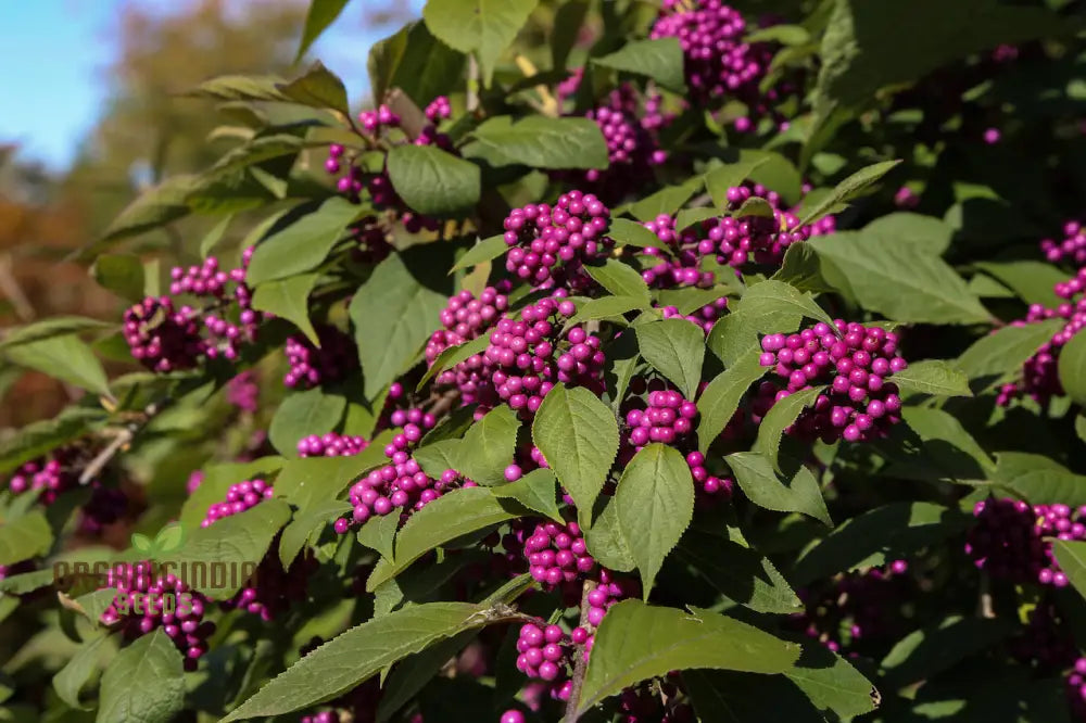 Callicarpa Bodinieri Flower Seeds: Grow Your Garden With Exquisite Beauty