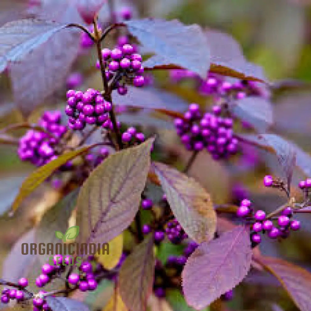 Callicarpa Bodinieri Flower Seeds: Grow Your Garden With Exquisite Beauty