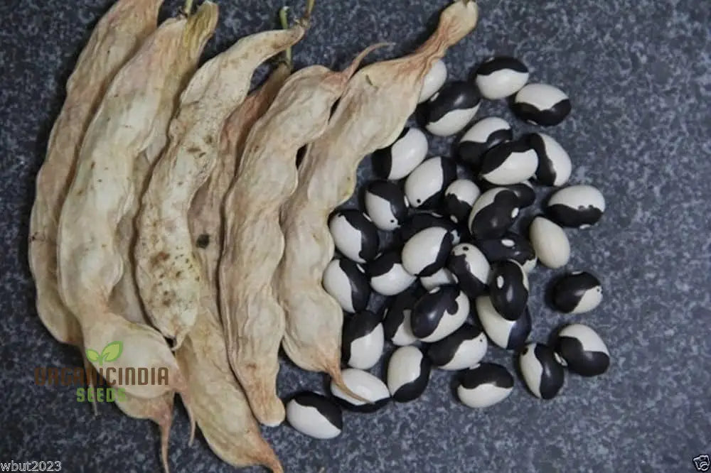 Calypso Bean Seeds For Planting: Premium Heirloom Gardening Delight For Your Bountiful Harvest