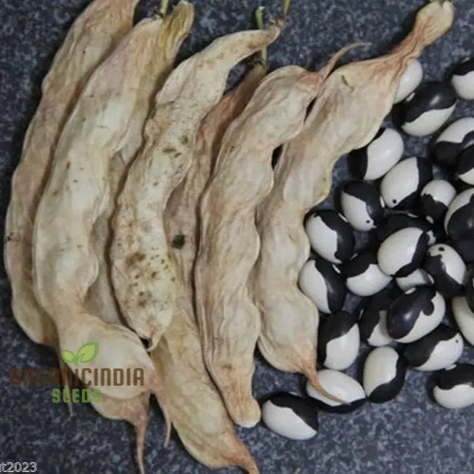 Calypso Bean Seeds For Planting: Premium Heirloom Gardening Delight For Your Bountiful Harvest