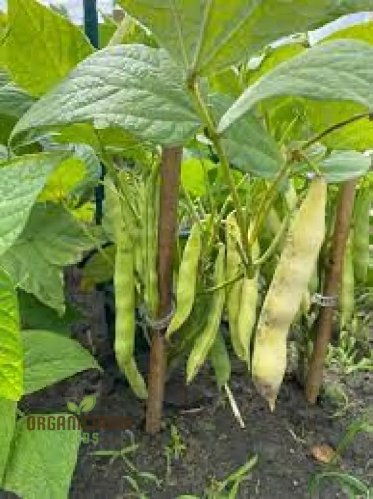 Calypso Bean Seeds For Planting: Premium Heirloom Gardening Delight For Your Bountiful Harvest