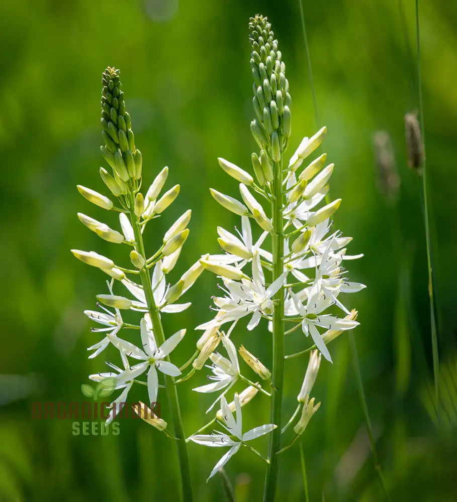 Camassia C. Leichtlinii Alba Flower Seeds For Planting Elegant White For A Beautiful And Graceful