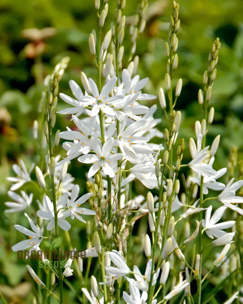 Camassia C. Leichtlinii Alba Flower Seeds For Planting Elegant White For A Beautiful And Graceful