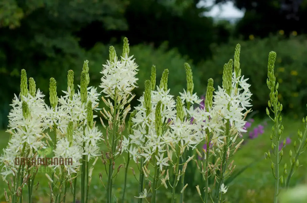 Camassia C. Leichtlinii Alba Flower Seeds For Planting Elegant White For A Beautiful And Graceful