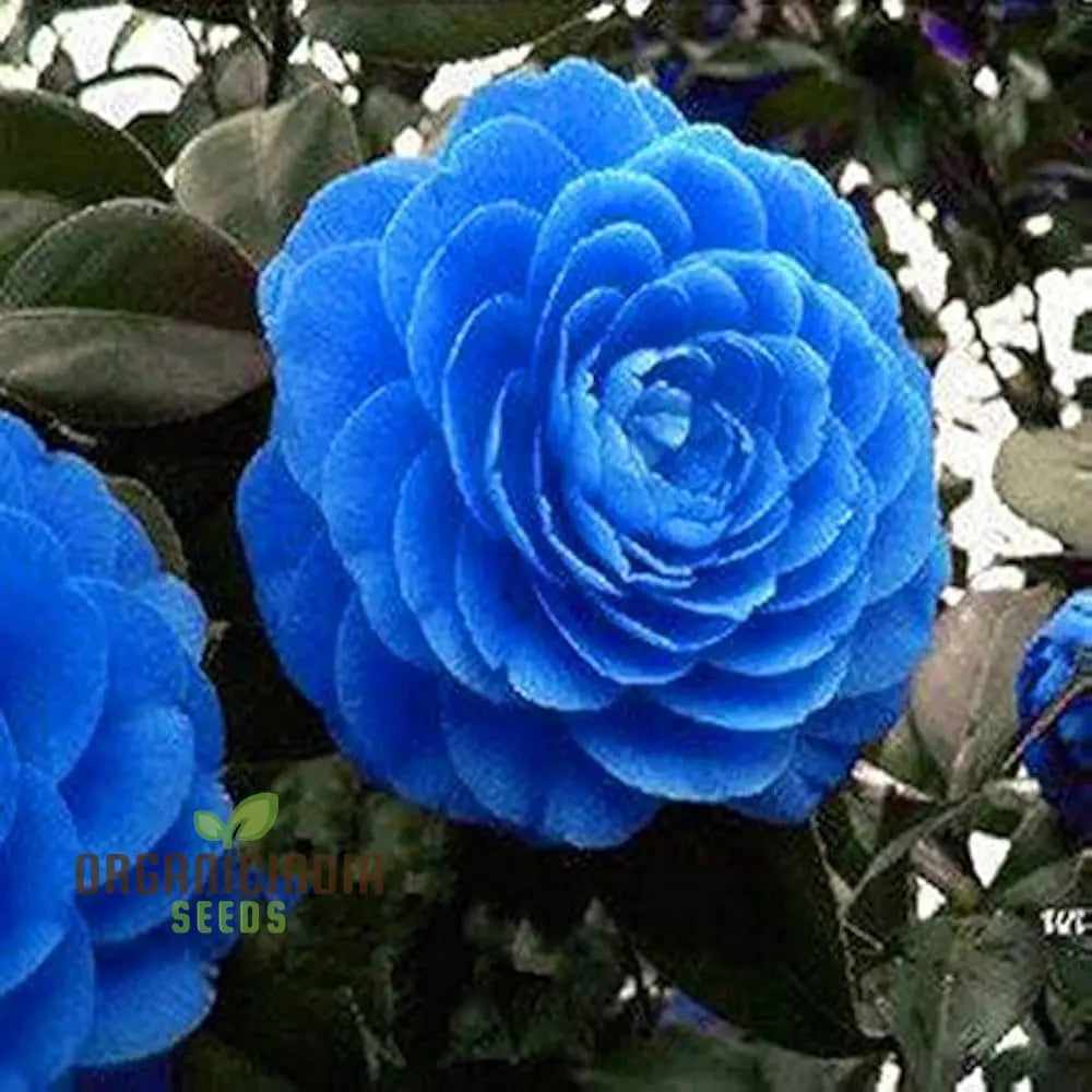 Camellia Seeds - Agramsero Del Fiore Blooming Flower 100 Pcs Seeds