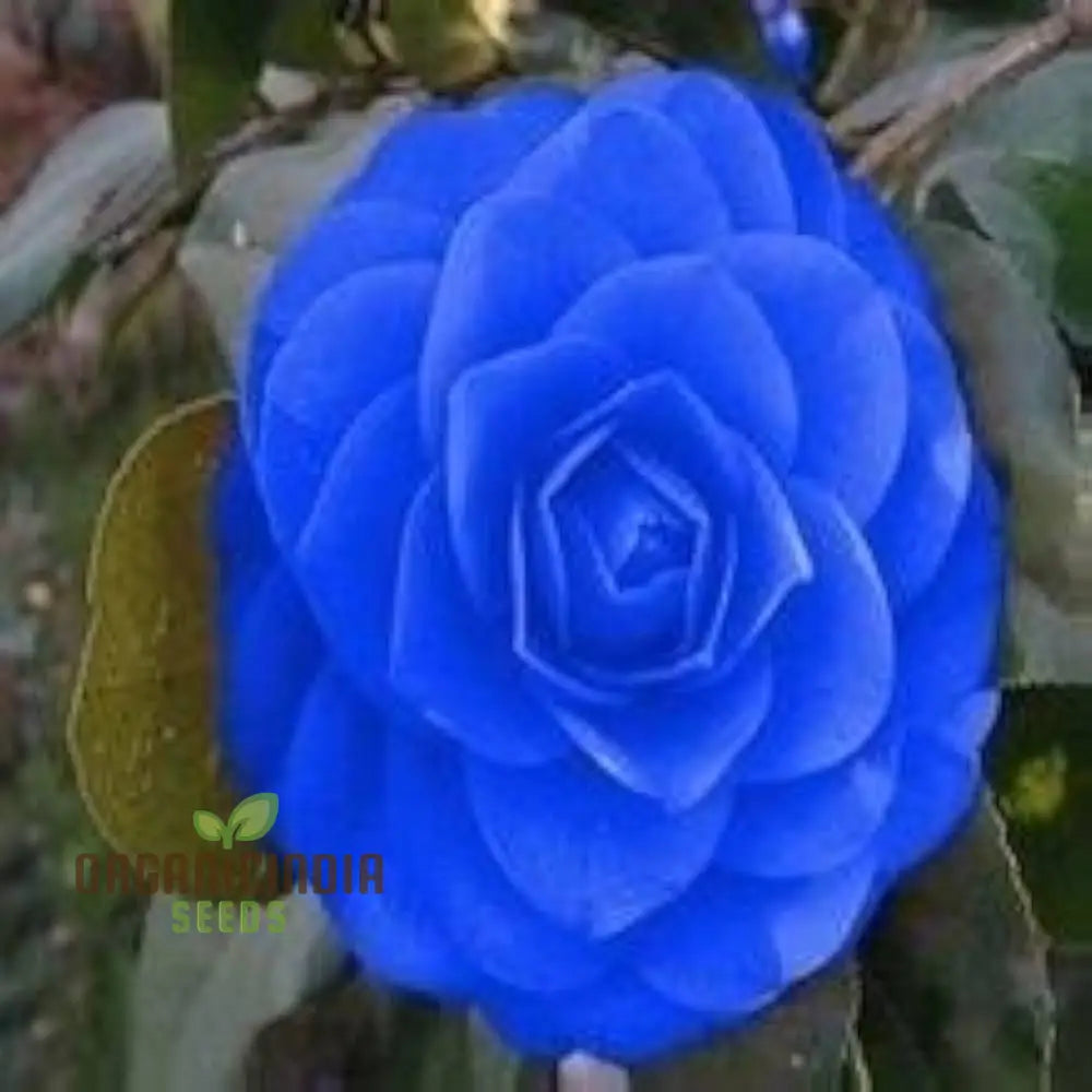 Camellia Seeds - Agramsero Del Fiore Blooming Flower 100 Pcs Seeds