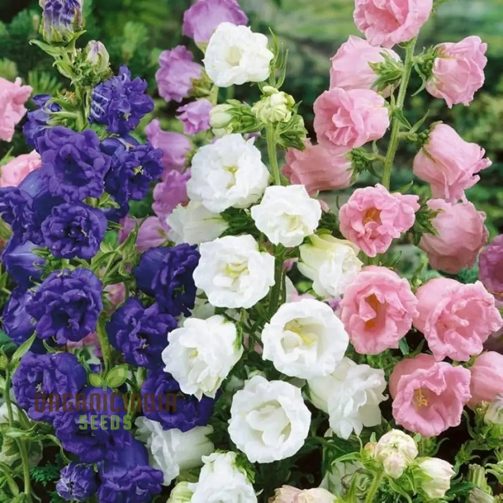 Campanula Canterbury Bells Cup And Saucer Mix Seeds - Perennial Flower Planting Guide Included