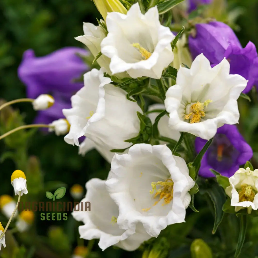 Campanula Canterbury Bells Cup And Saucer Mix Seeds - Perennial Flower Planting Guide Included