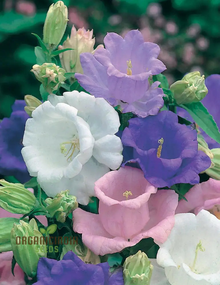 Campanula Canterbury Bells Cup And Saucer Mix Seeds - Perennial Flower Planting Guide Included