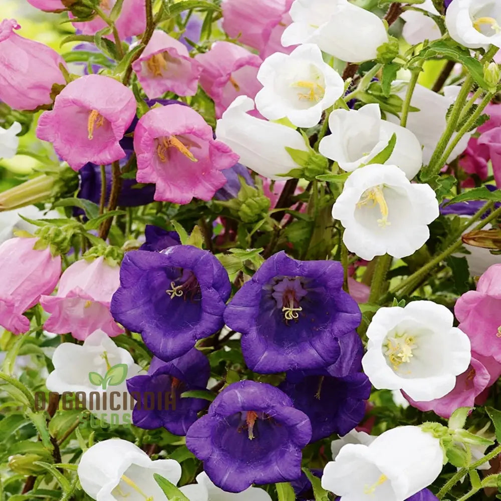 Campanula Canterbury Bells Cup And Saucer Mix Seeds - Perennial Flower Planting Guide Included