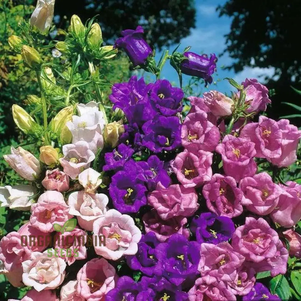 Campanula Canterbury Bells Cup And Saucer Mix Seeds - Perennial Flower Planting Guide Included