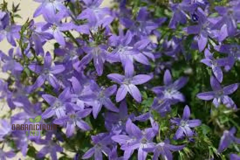 Campanula Poscharskyana Seeds: Enchanting Bluebell Carpet For Your Garden - Hardy Perennial Ground