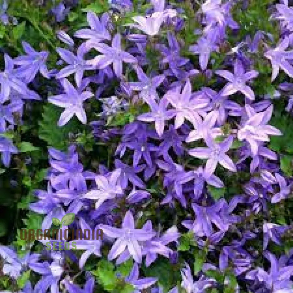 Campanula Poscharskyana Seeds: Enchanting Bluebell Carpet For Your Garden - Hardy Perennial Ground