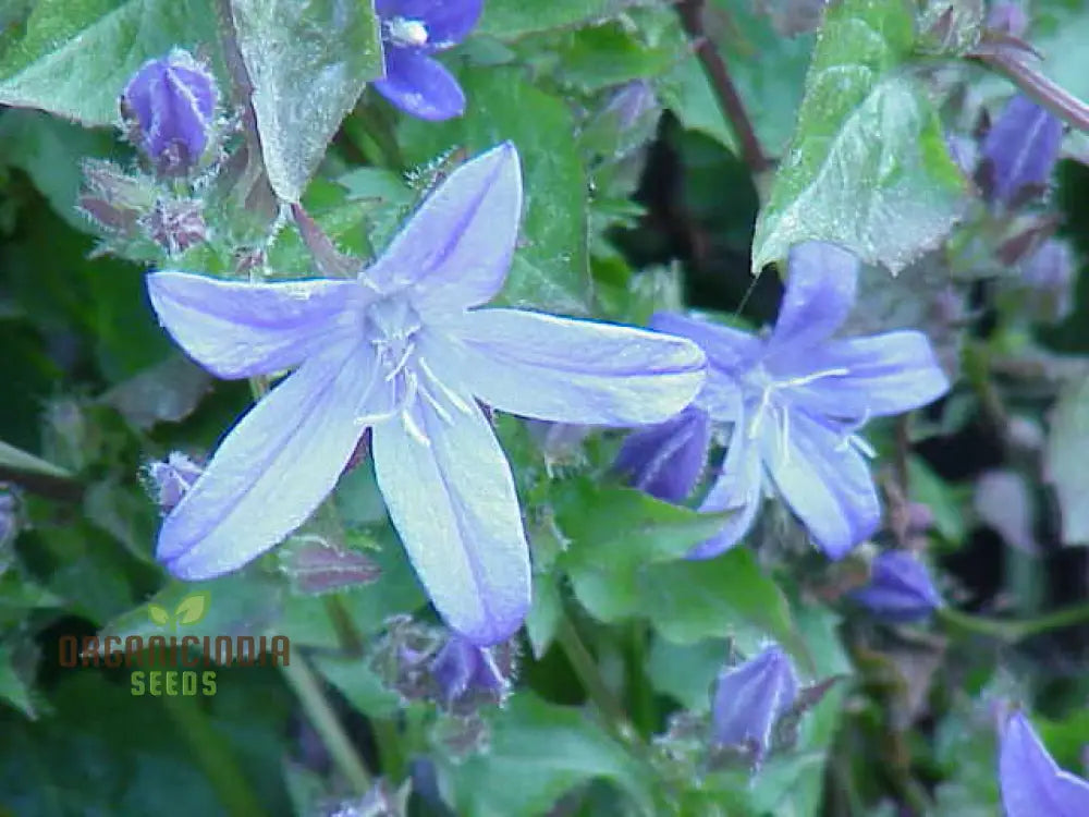 Campanula Poscharskyana Seeds: Enchanting Bluebell Carpet For Your Garden - Hardy Perennial Ground