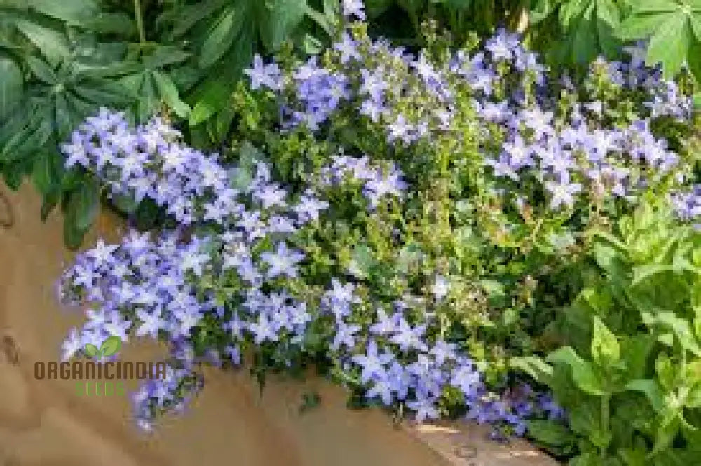 Campanula Poscharskyana Seeds: Enchanting Bluebell Carpet For Your Garden - Hardy Perennial Ground