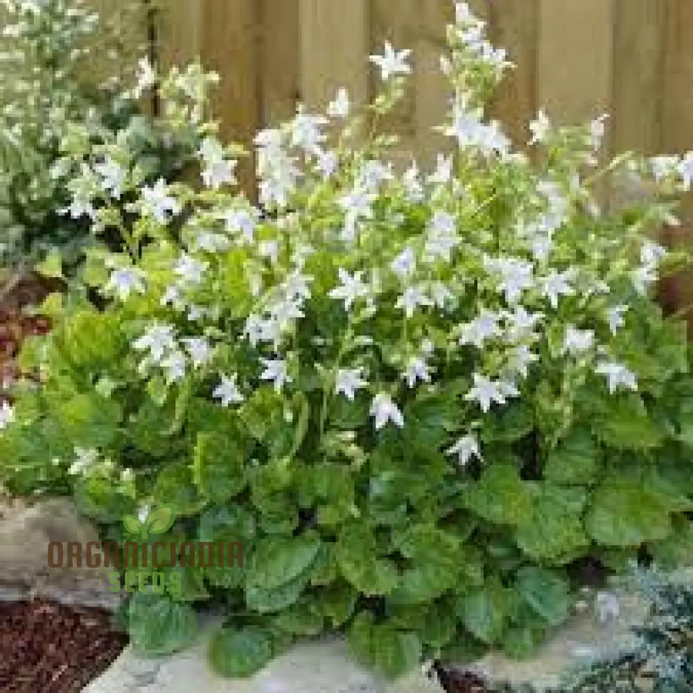 Campanula Poscharskyana Var. Lanata Seeds For Planting: Enchanting Bellflower For Your Garden Haven