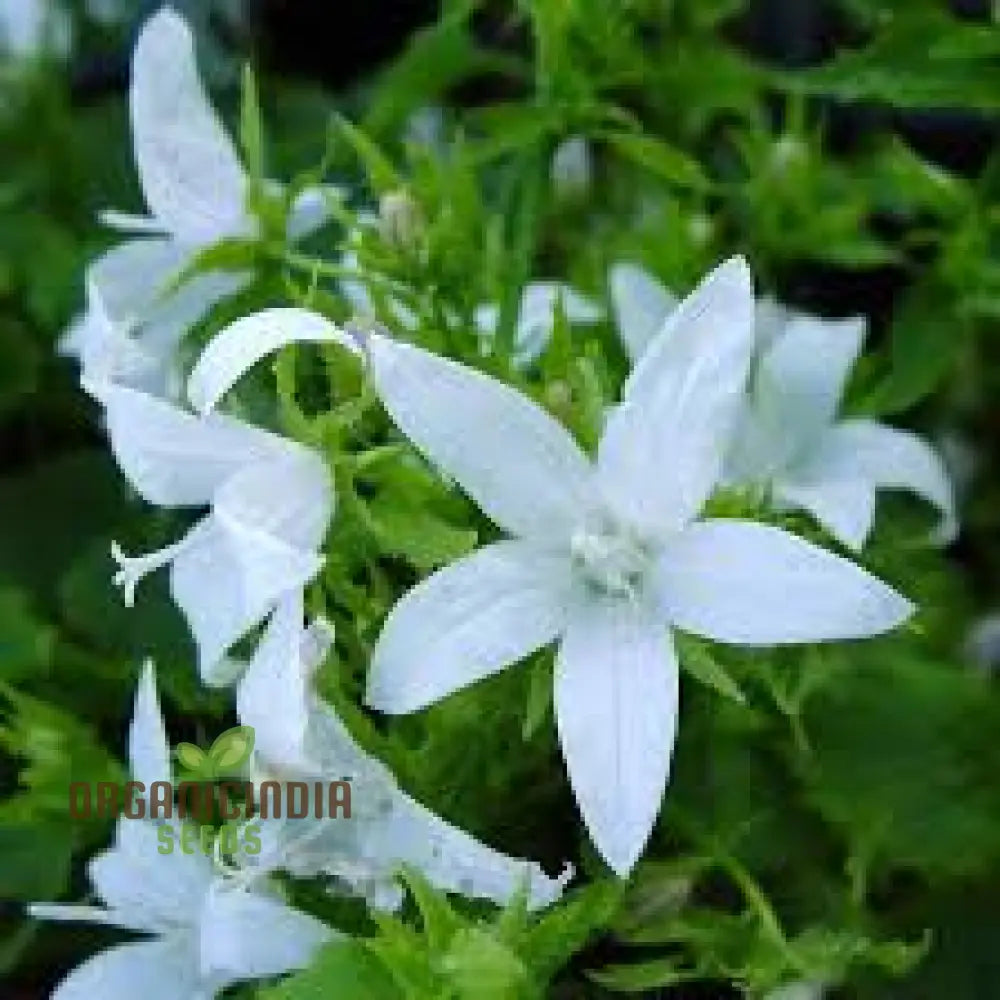 Campanula Poscharskyana Var. Lanata Seeds For Planting: Enchanting Bellflower For Your Garden Haven