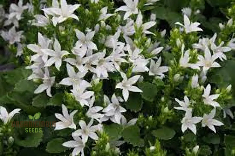 Campanula Poscharskyana Var. Lanata Seeds For Planting: Enchanting Bellflower For Your Garden Haven