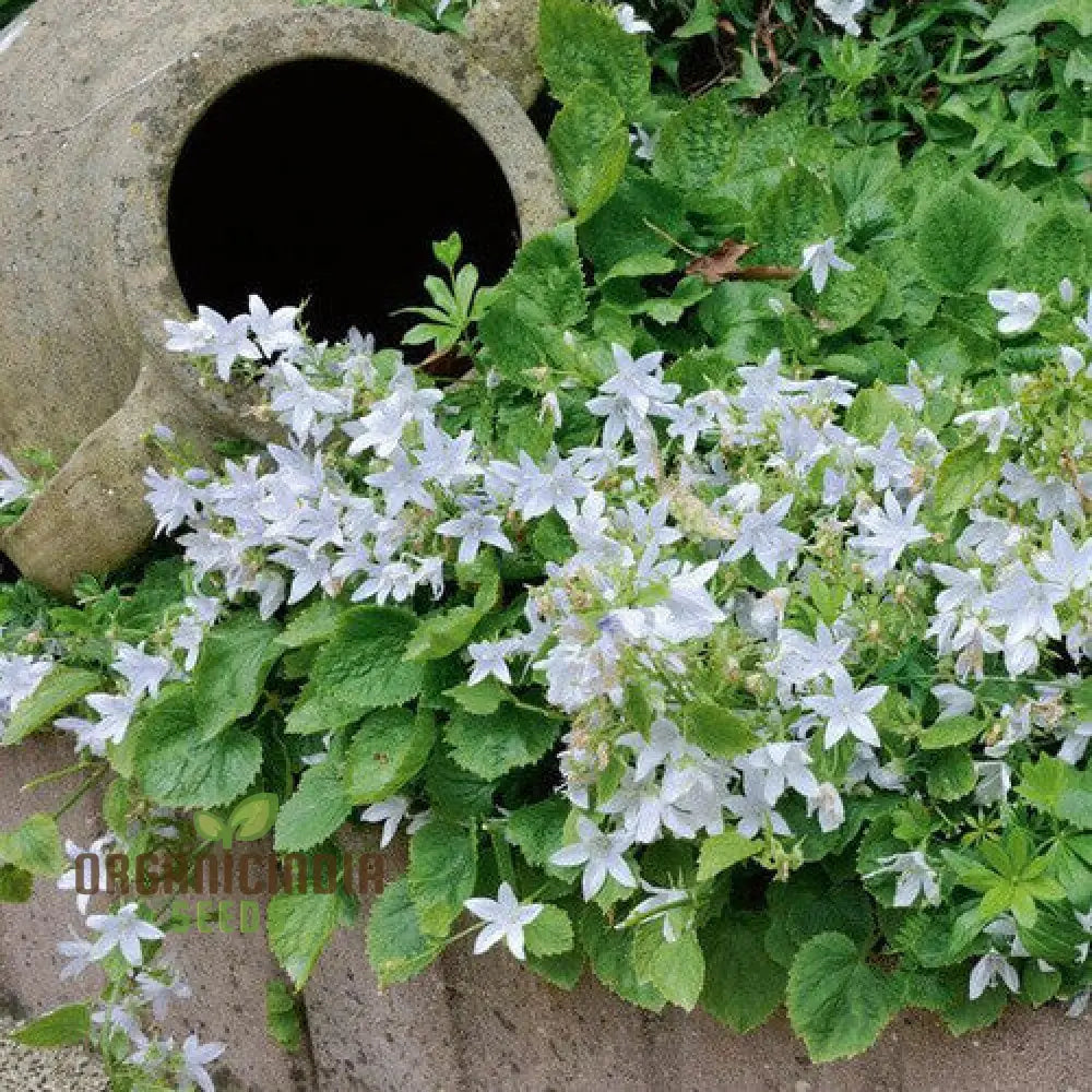 Campanula Poscharskyana Var. Lanata Seeds For Planting: Enchanting Bellflower For Your Garden Haven