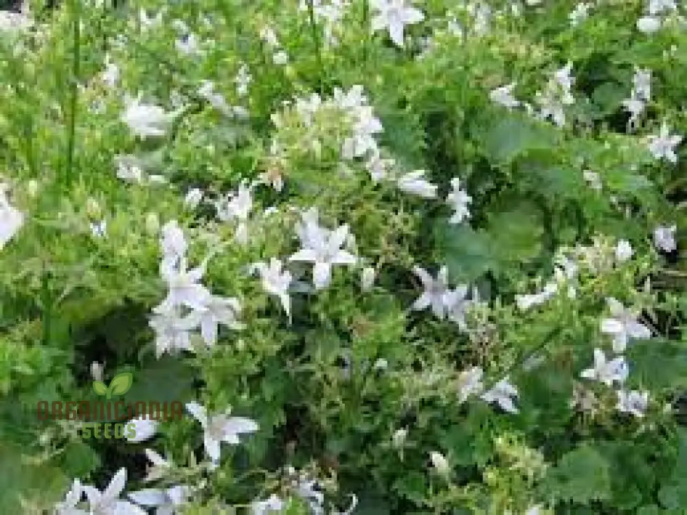 Campanula Poscharskyana Var. Lanata Seeds For Planting: Enchanting Bellflower For Your Garden Haven