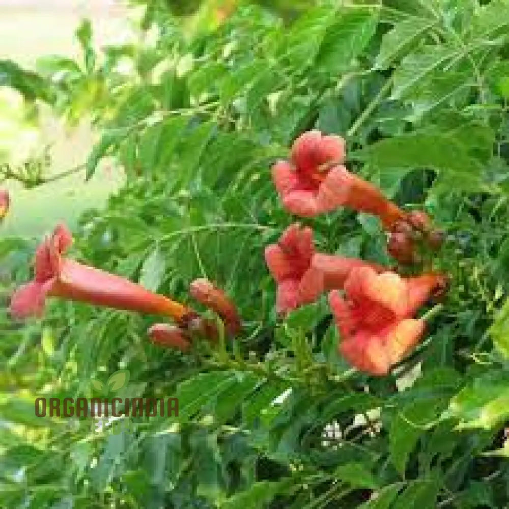 Campsis Radicans Seeds For Planting: Vibrant Trumpet Vine For Your Garden Haven - Explore Growth