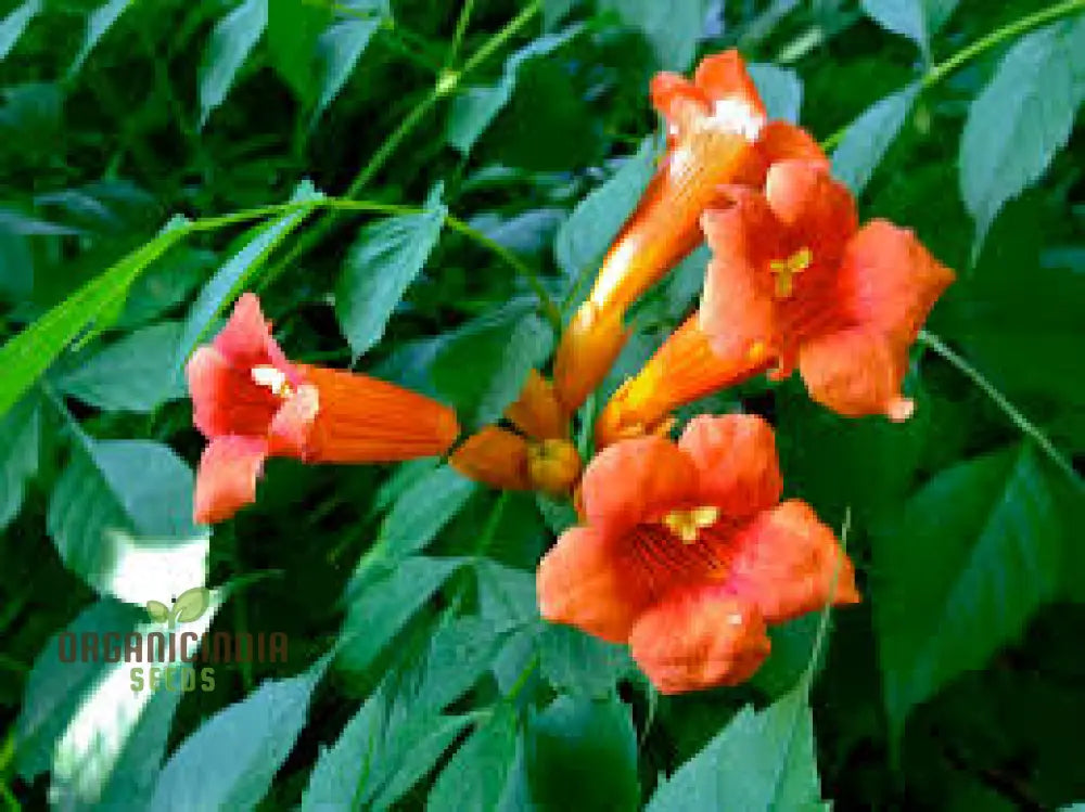 Campsis Radicans Seeds For Planting: Vibrant Trumpet Vine For Your Garden Haven - Explore Growth