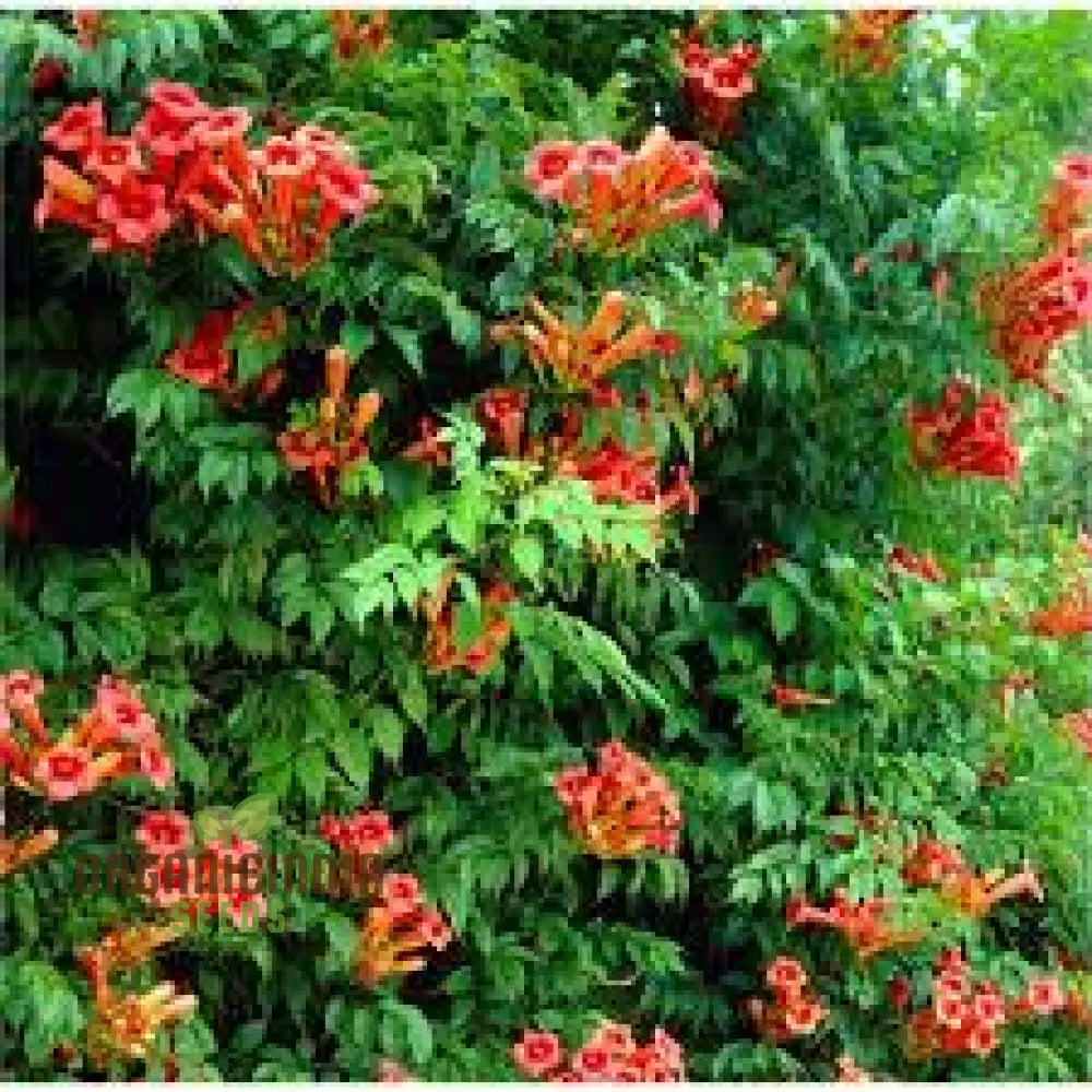 Campsis Radicans Seeds For Planting: Vibrant Trumpet Vine For Your Garden Haven - Explore Growth