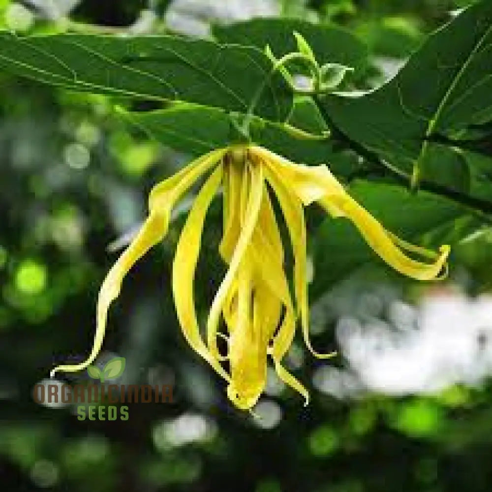 Cananga Odorata Seeds For Planting: Enhance Your Garden With Fragrant Ylang Trees And Plants