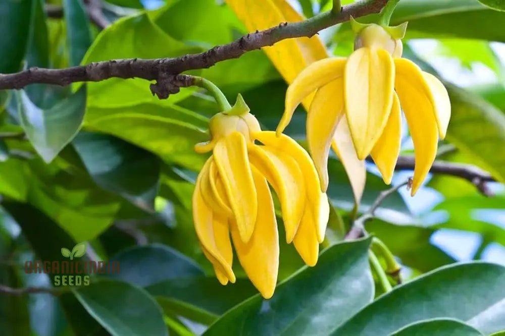 Cananga Odorata Seeds For Planting: Enhance Your Garden With Fragrant Ylang Trees And Plants