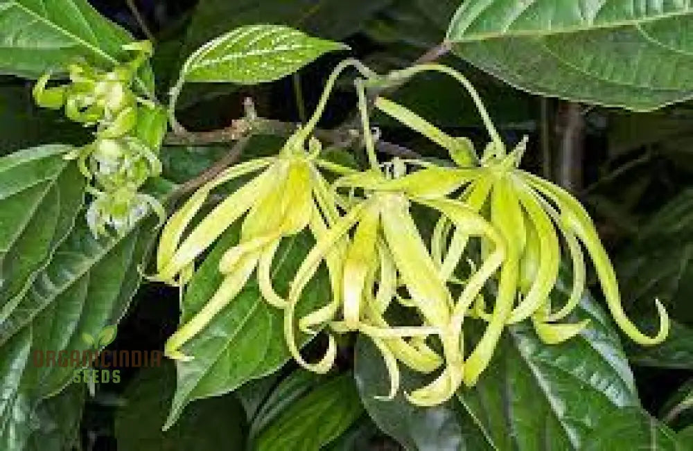 Cananga Odorata Seeds For Planting: Enhance Your Garden With Fragrant Ylang Trees And Plants