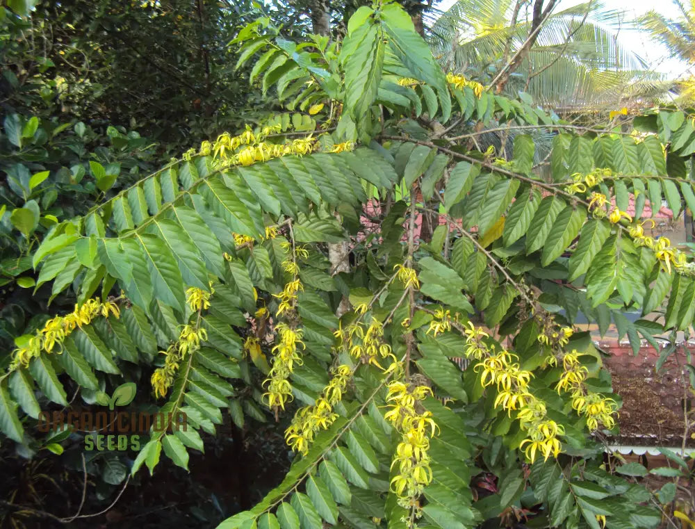 Cananga Odorata Seeds For Planting: Enhance Your Garden With Fragrant Ylang Trees And Plants