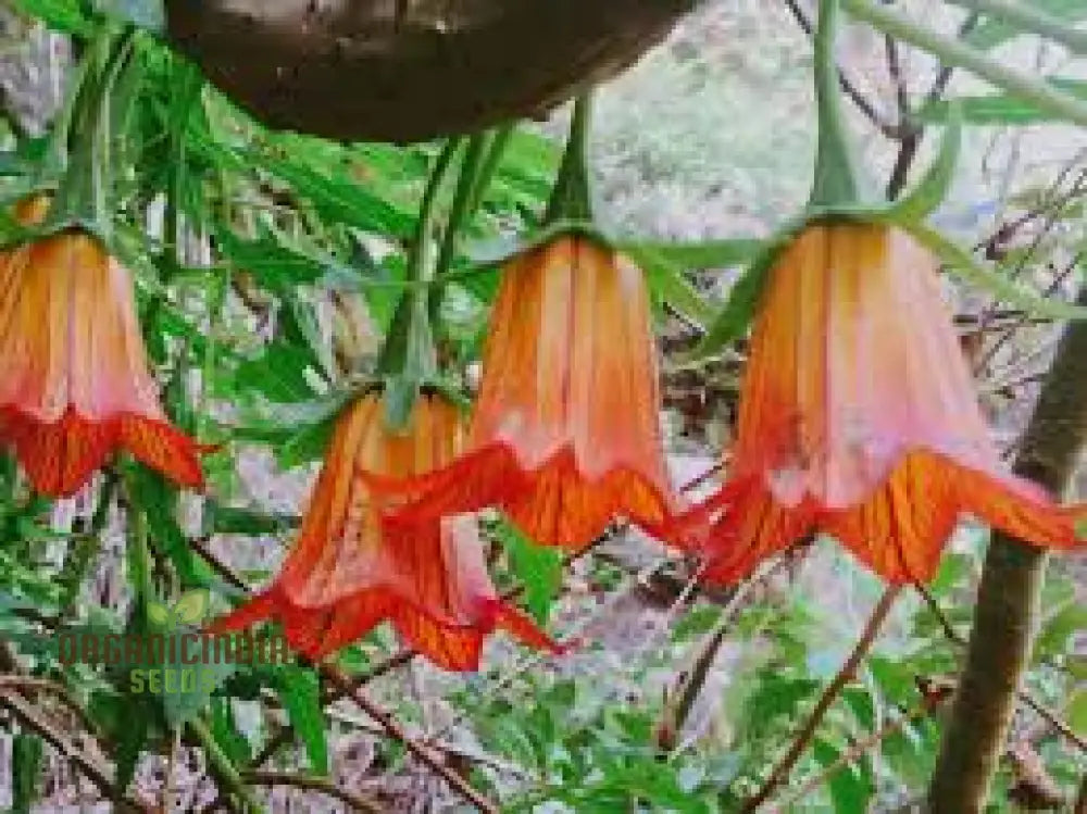 Canarina Canariensis Seeds For Planting: Rare Bellflower Vine For Your Garden Oasis - Exotic Canary