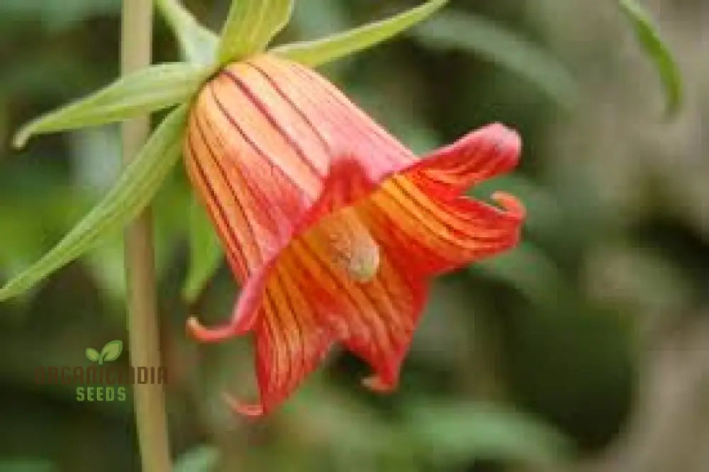 Canarina Canariensis Seeds For Planting: Rare Bellflower Vine For Your Garden Oasis - Exotic Canary