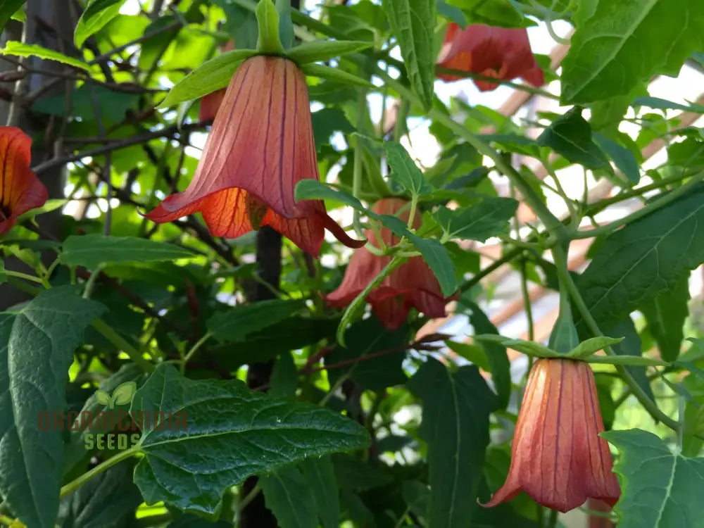 Canarina Canariensis Seeds For Planting: Rare Bellflower Vine For Your Garden Oasis - Exotic Canary