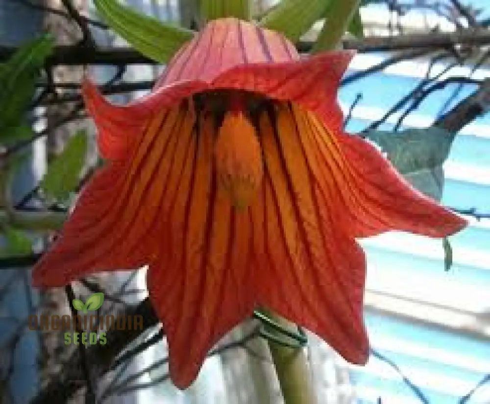 Canarina Canariensis Seeds For Planting: Rare Bellflower Vine For Your Garden Oasis - Exotic Canary