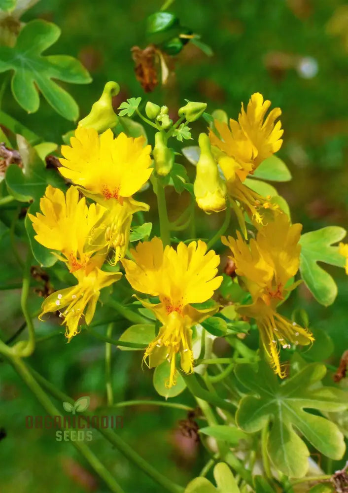 Canary Creeper (Tropaeolum Peregrinum) Seeds For Vibrant Blooms And Lush Greenery In Your Gardening