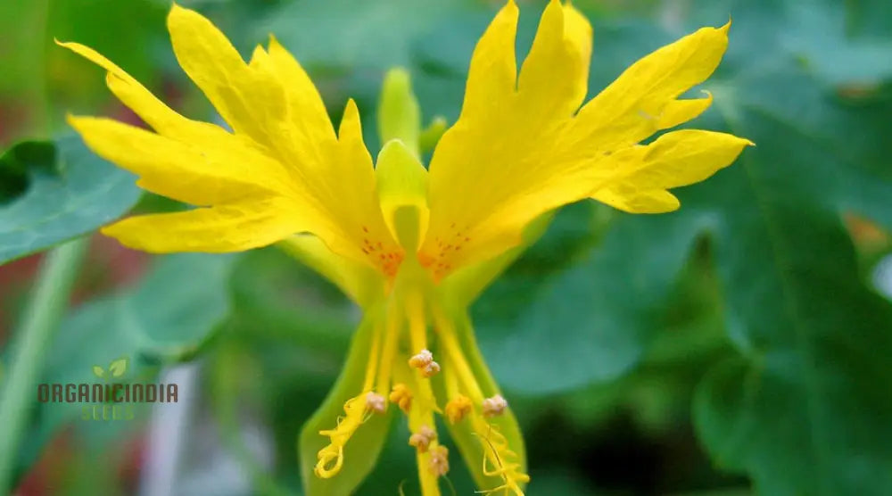 Canary Creeper (Tropaeolum Peregrinum) Seeds For Vibrant Blooms And Lush Greenery In Your Gardening