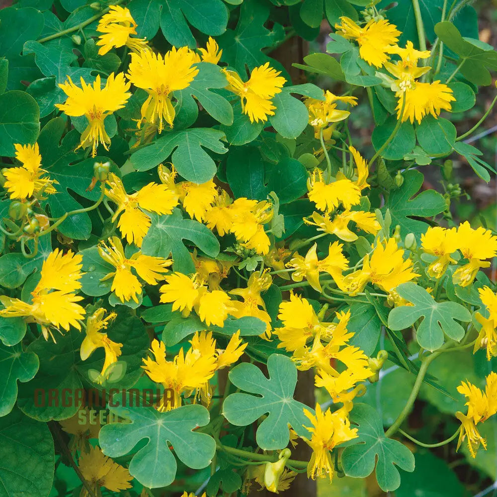 Canary Creeper (Tropaeolum Peregrinum) Seeds For Vibrant Blooms And Lush Greenery In Your Gardening